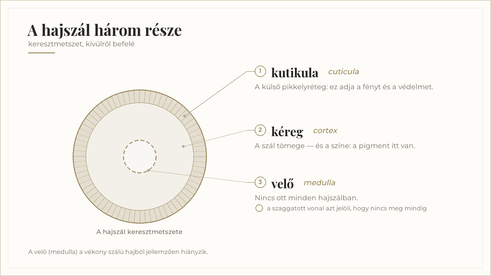 A hajszál keresztmetszete: kutikula, kéreg és velő — a velő nincs ott minden hajszálban.