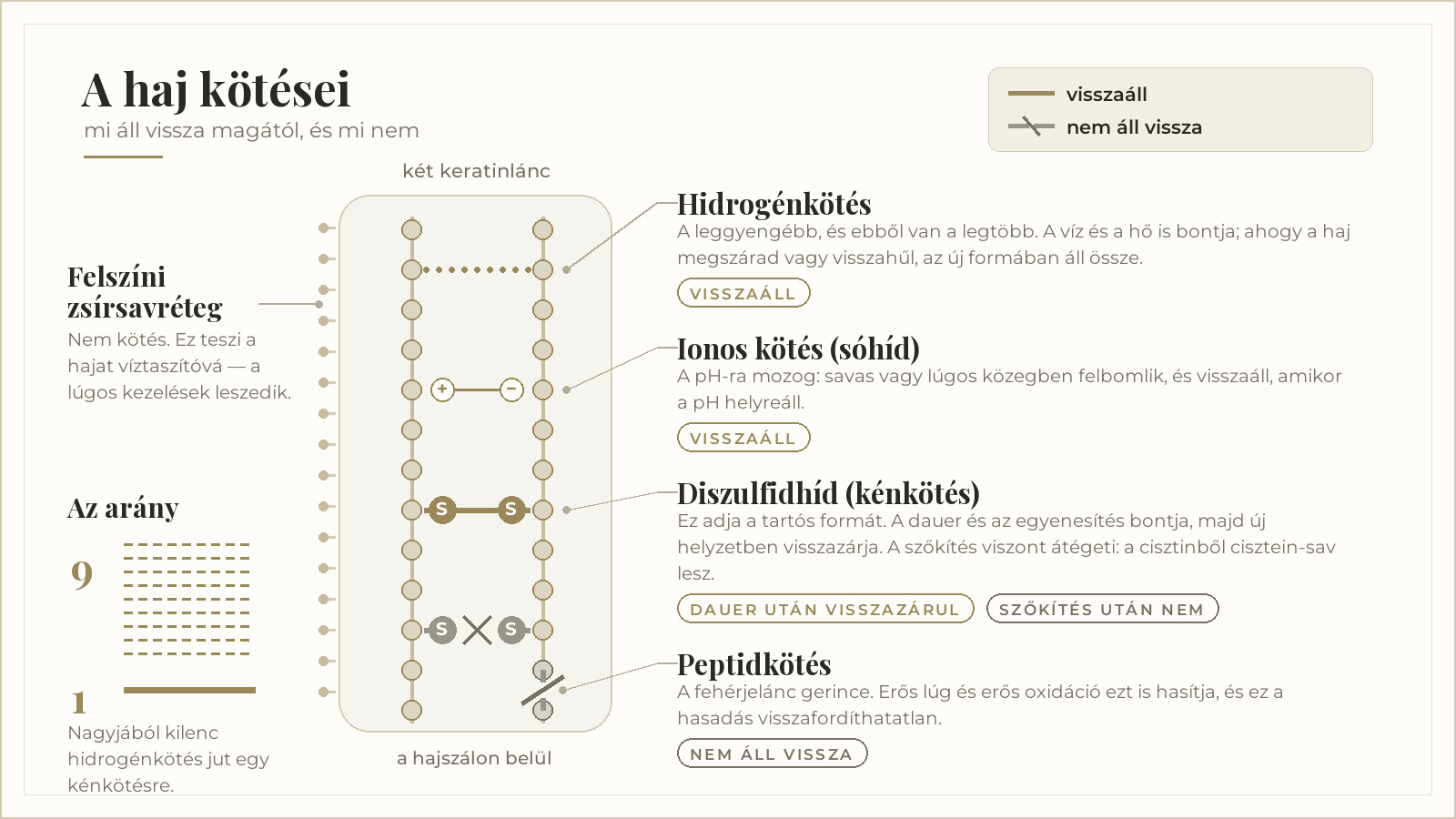 A haj négy kötése: hidrogénkötés, ionos kötés, diszulfidhíd és peptidkötés — melyik áll vissza magától és melyik nem.