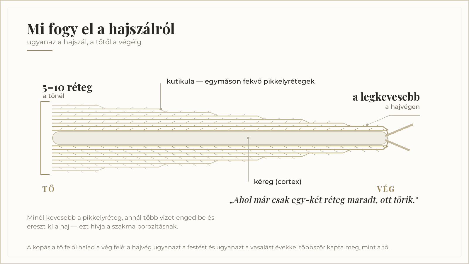 A kutikula pikkelyrétegei a tőtől a hajvégig elfogynak — ahol már csak egy-két réteg maradt, ott törik a haj.